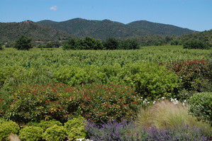 Vue vignes