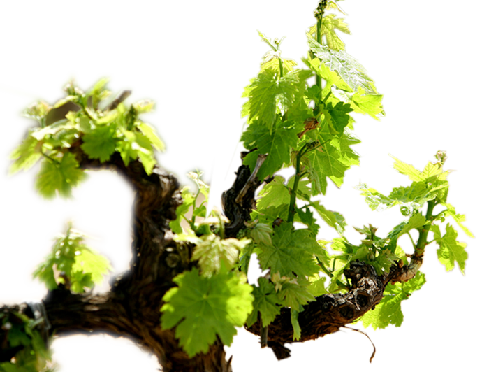 Our Vineyard